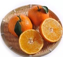 Fresh Orange 1kg | 新鲜 橙子 1kg